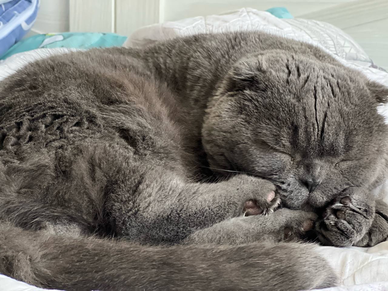 Кошки. Британская короткошерстная — Добрый день