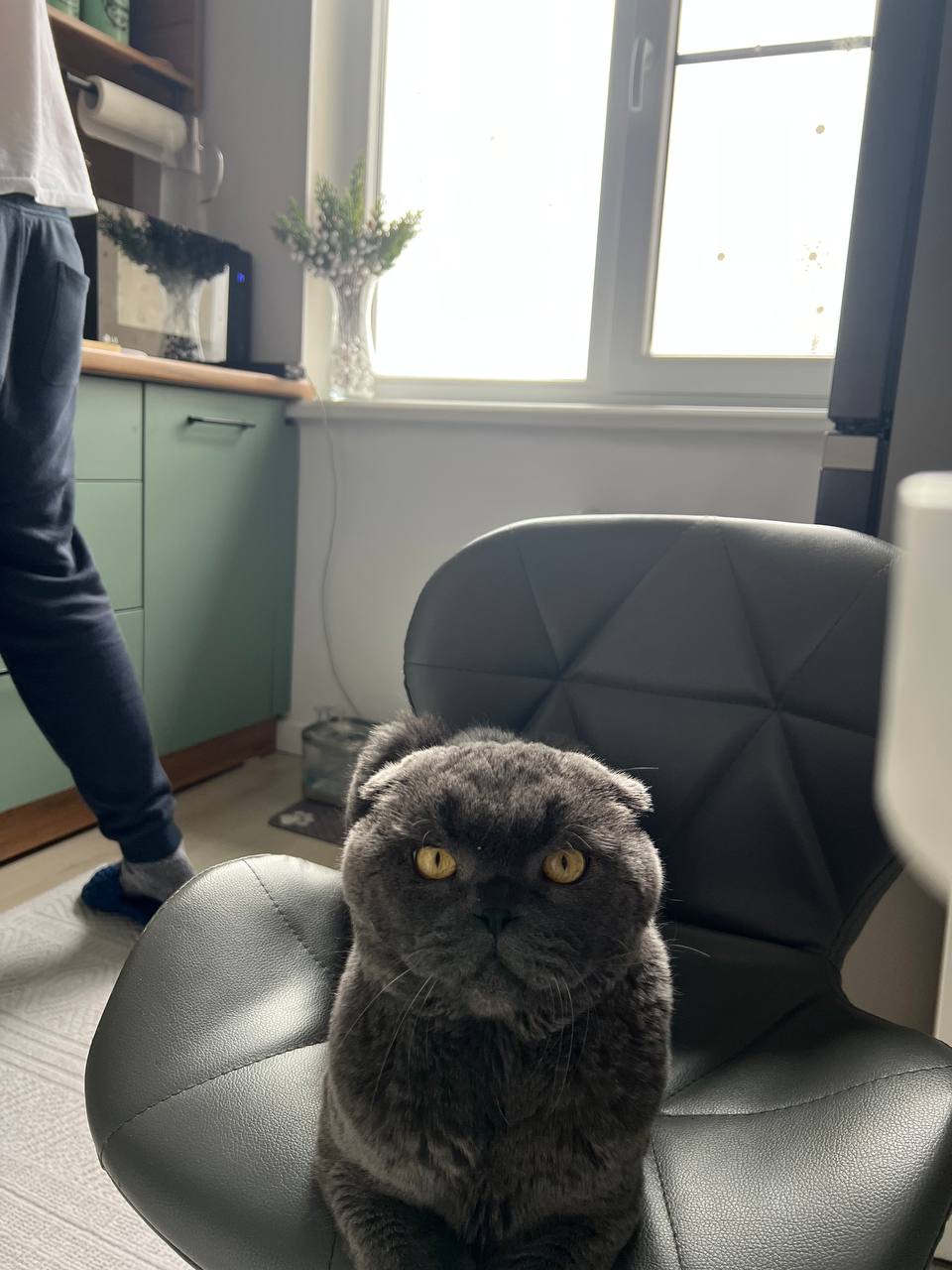 Кошки. Британская короткошерстная — Пирожок приветствует