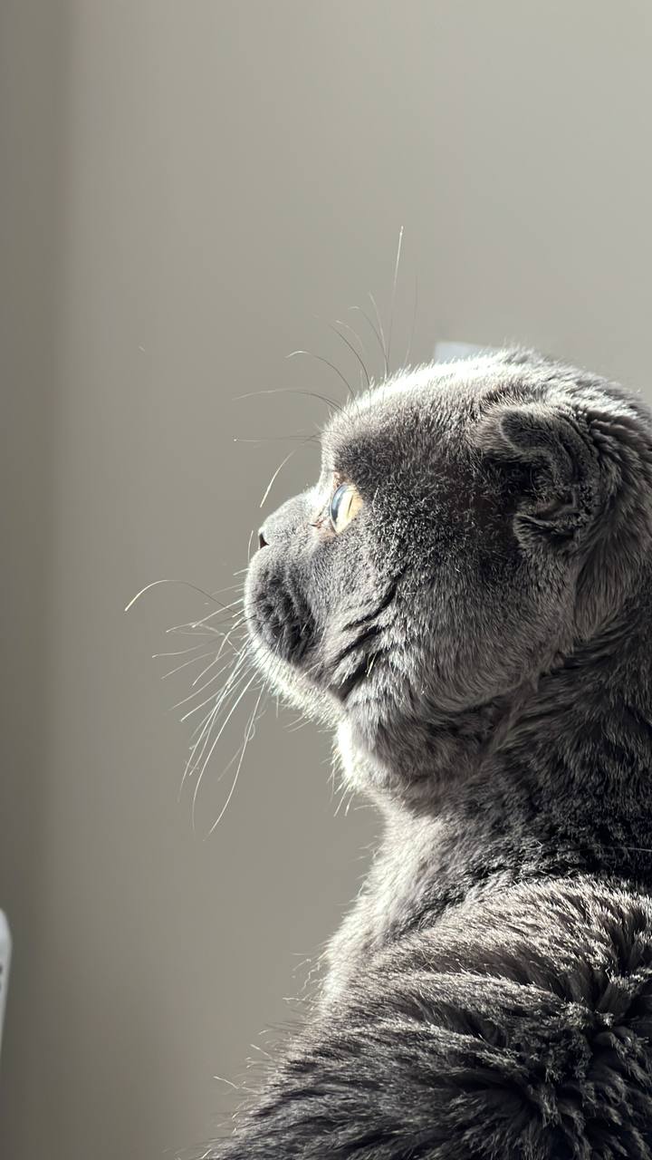 Кошки. Британская короткошерстная — Ну и с папкой