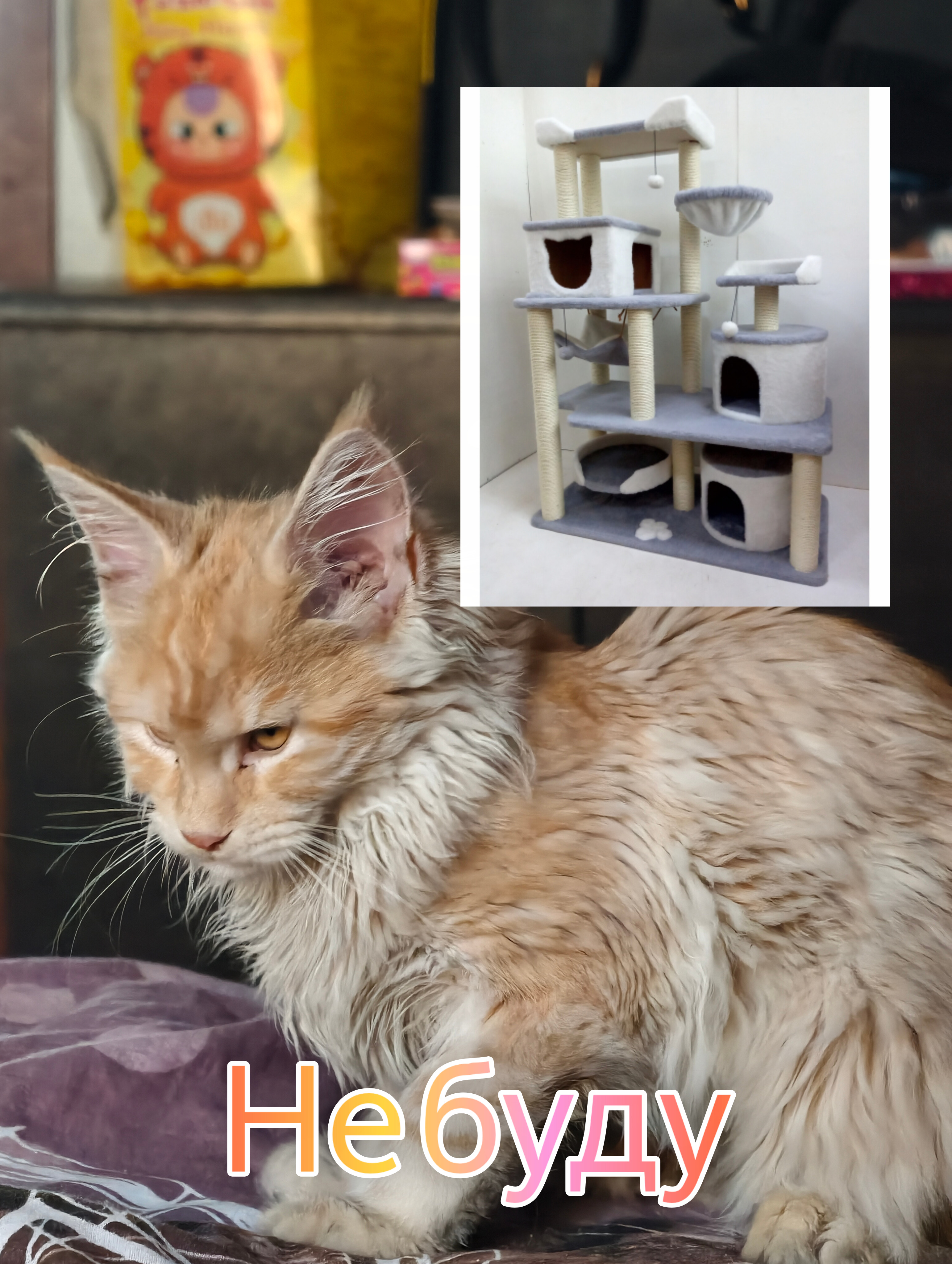 Кошки — Вечерний юмор 😺 💖