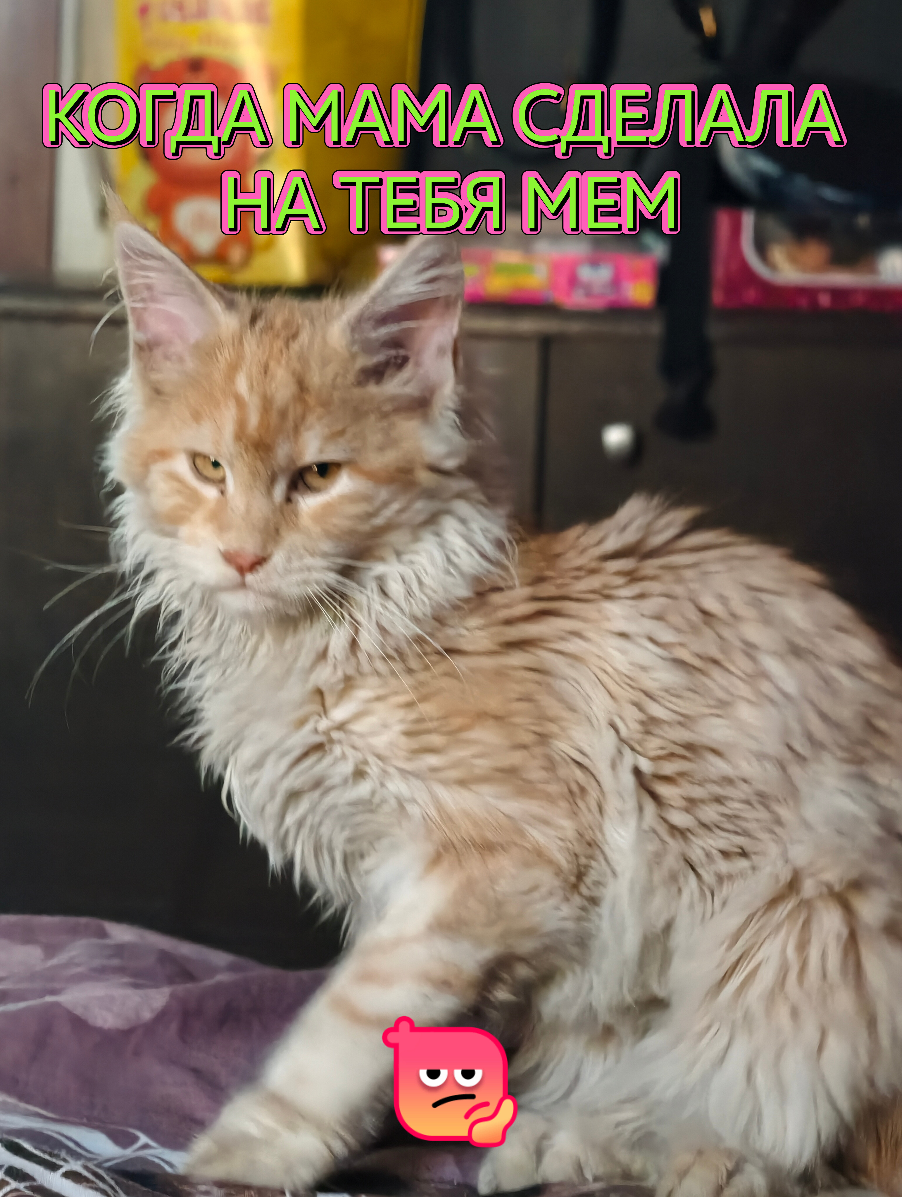 Фото Кошки. Ну мааам😼