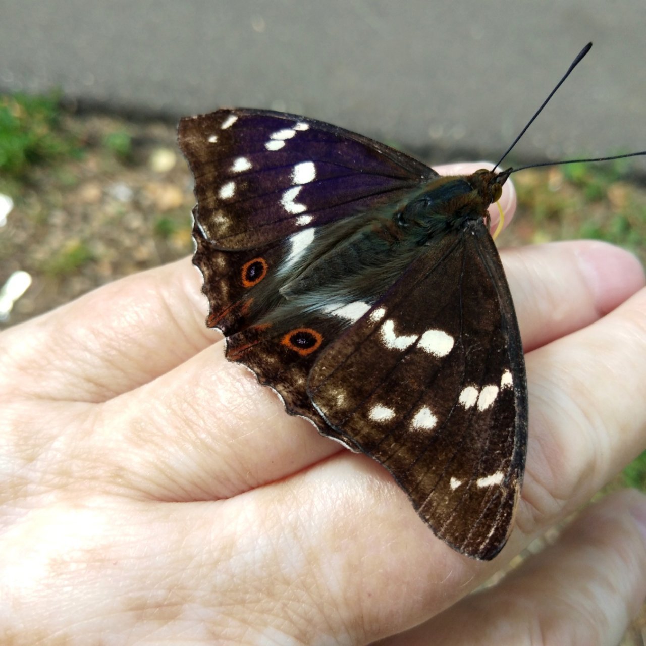 Мама на прогулке нашла себе нового друга 🦋 Ивовая переливница