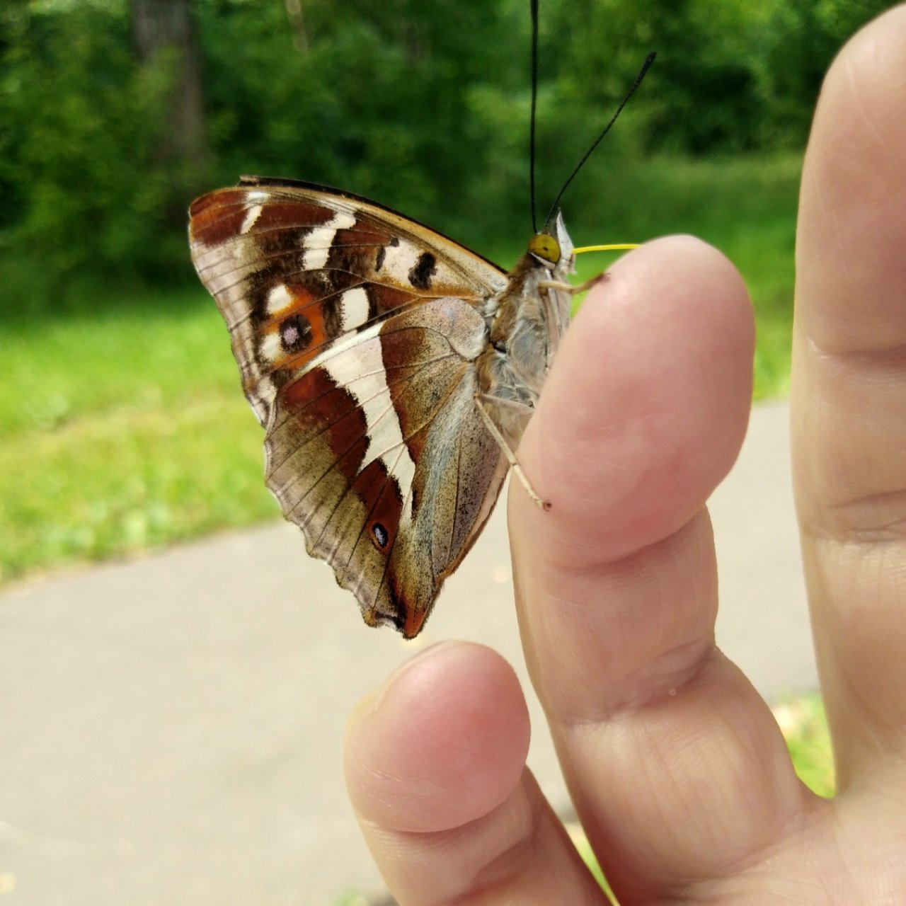 Мама на прогулке нашла себе нового друга 🦋 Ивовая переливница