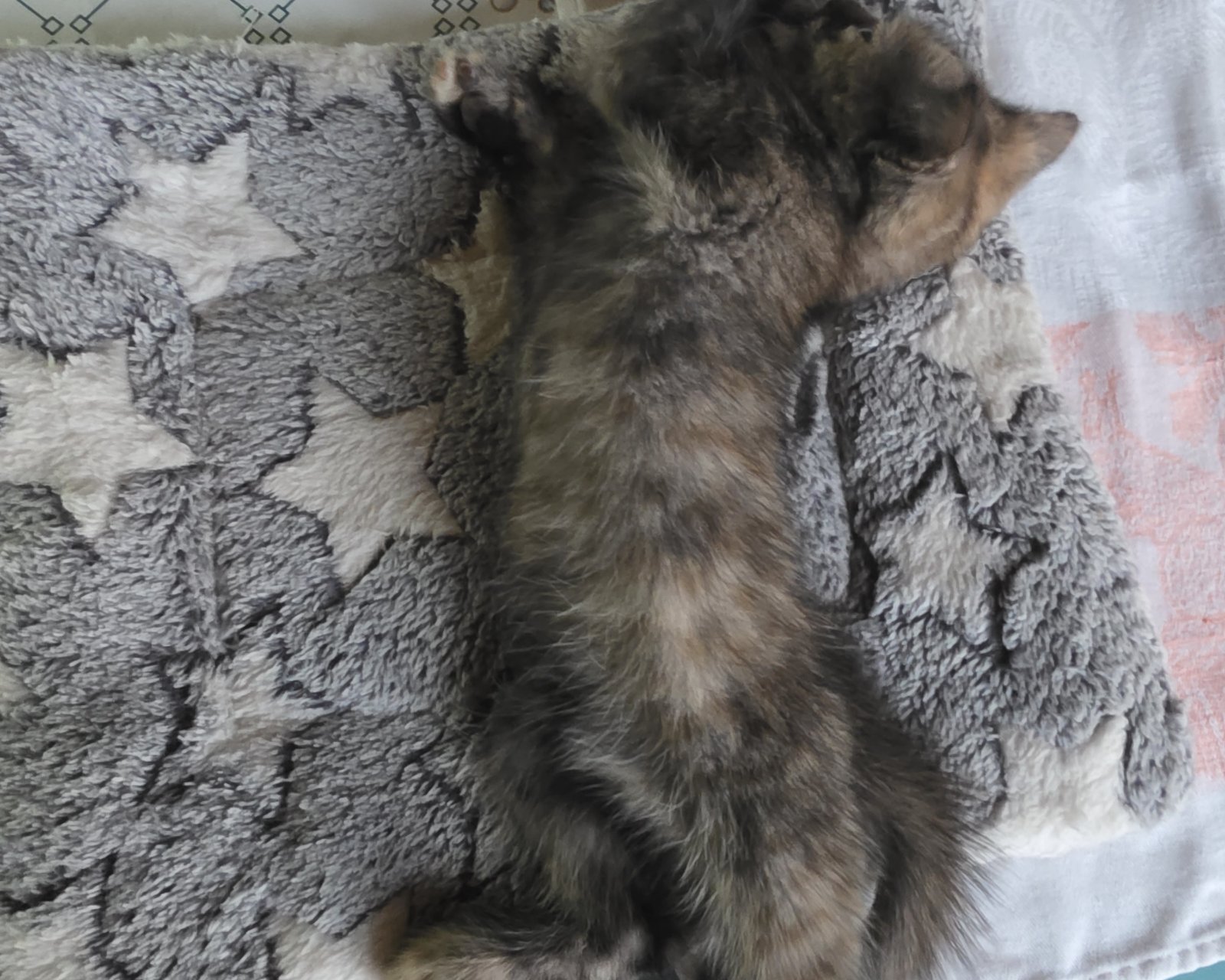 Кошки — Наша Фурия