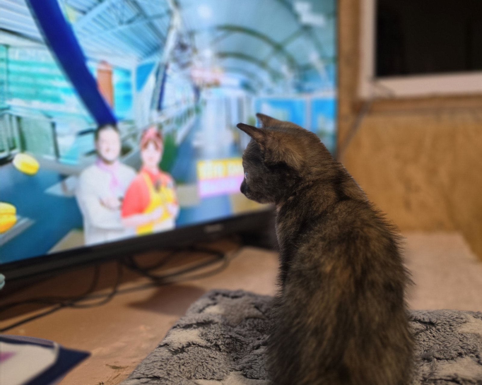Кошки — Наша Фурия