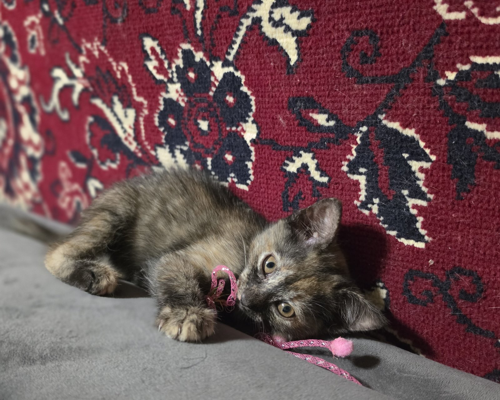 Кошки — Наша Фурия