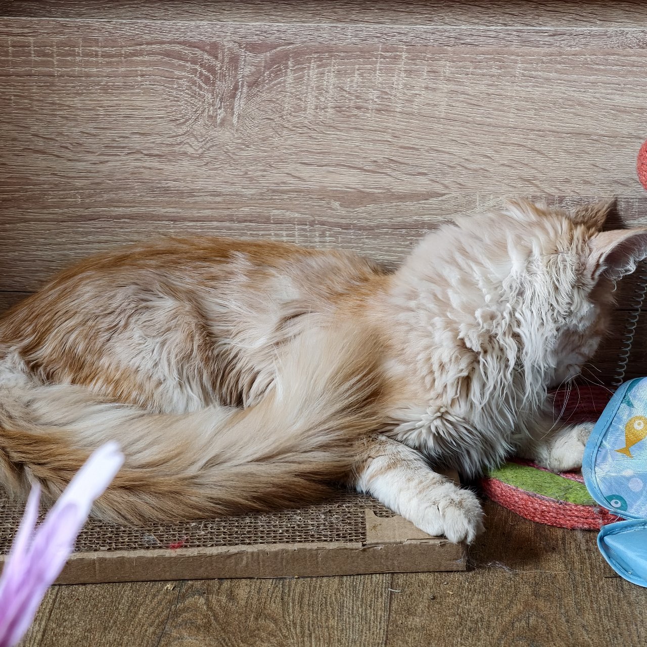 Кошки — Мааам, ну не снимай... Я стесняюсь 🙈