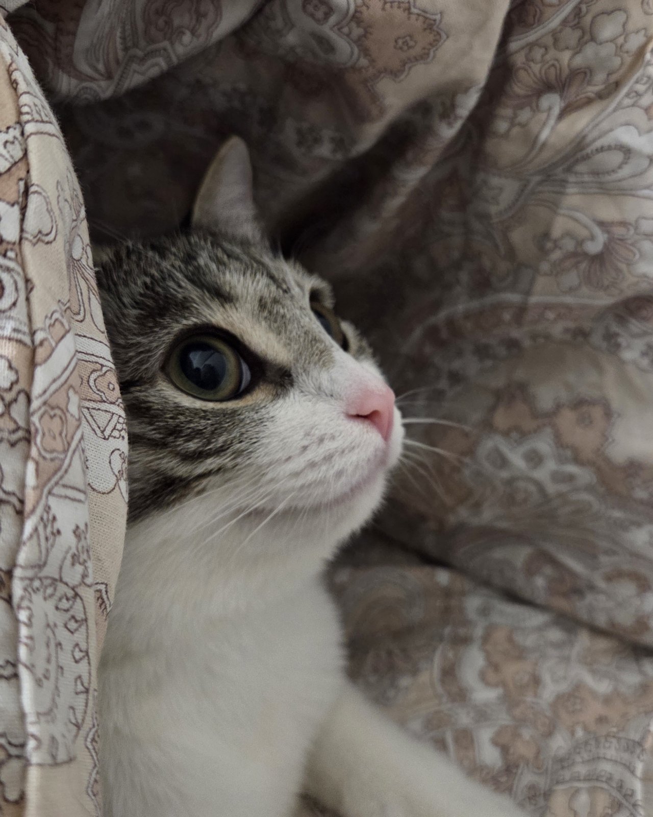 Кошки — В домике