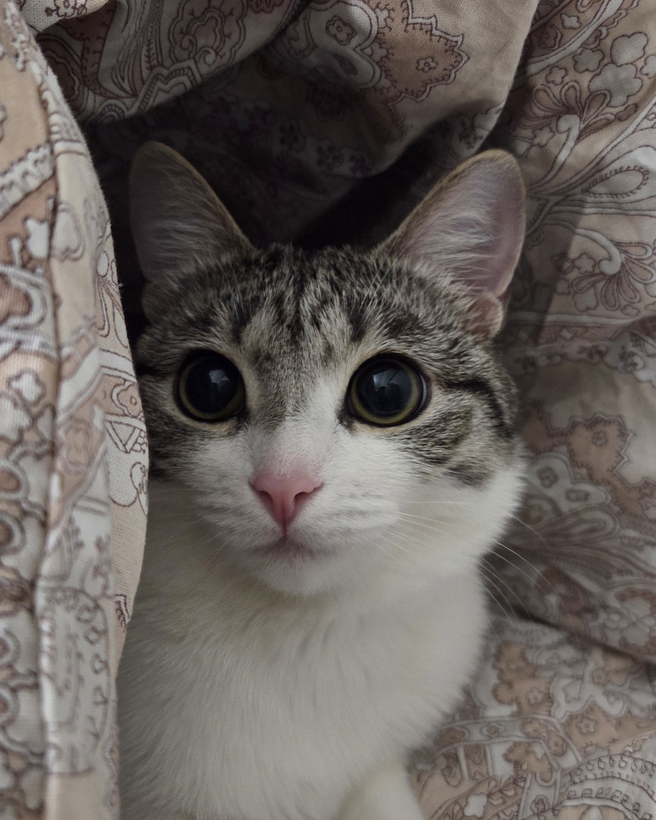 Кошки — В домике