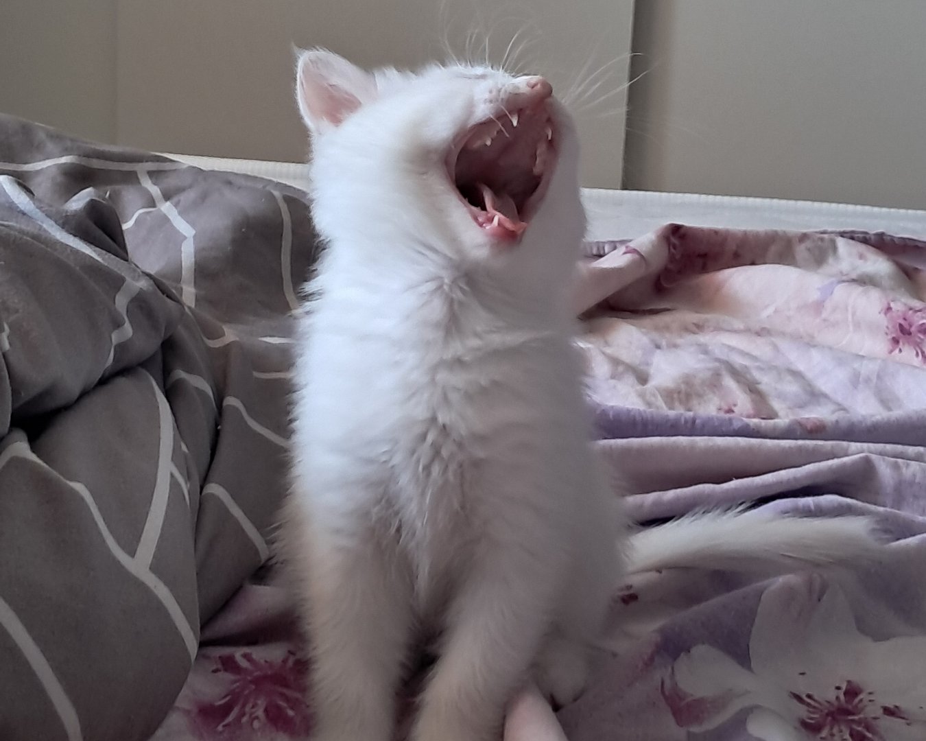 Кошки. Турецкая ангора — . . .