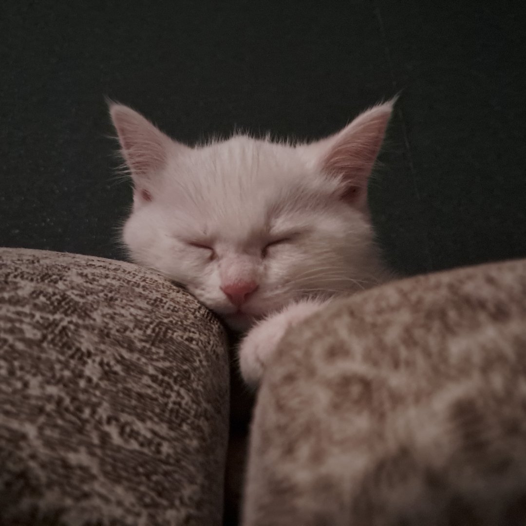 Фото Кошки, Турецкая ангора. 💤💤💤