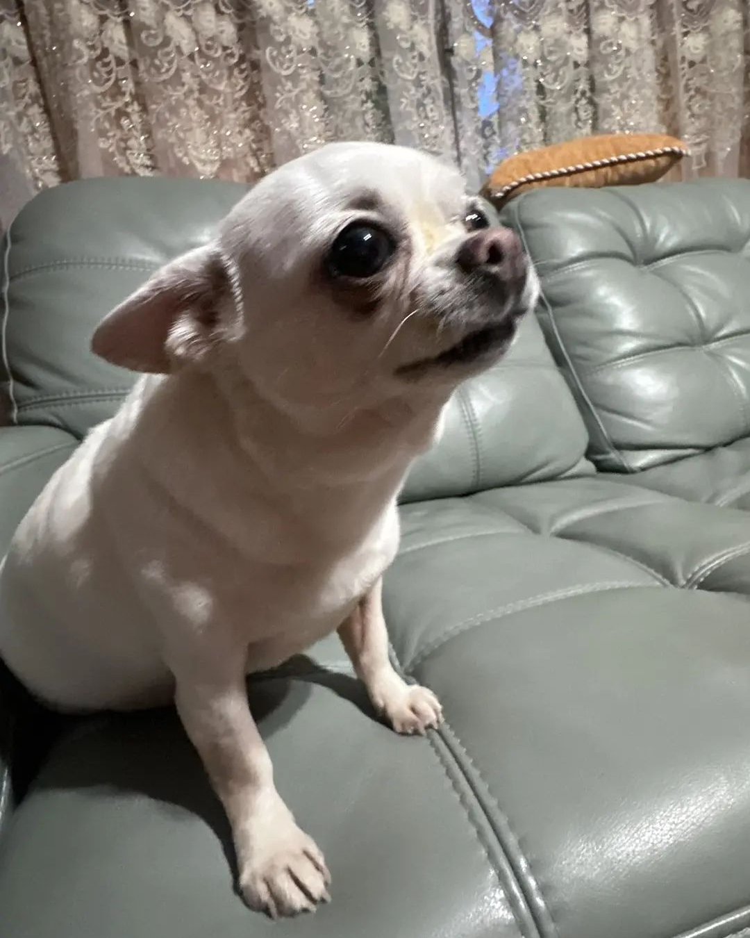 Фиби🥹🐕