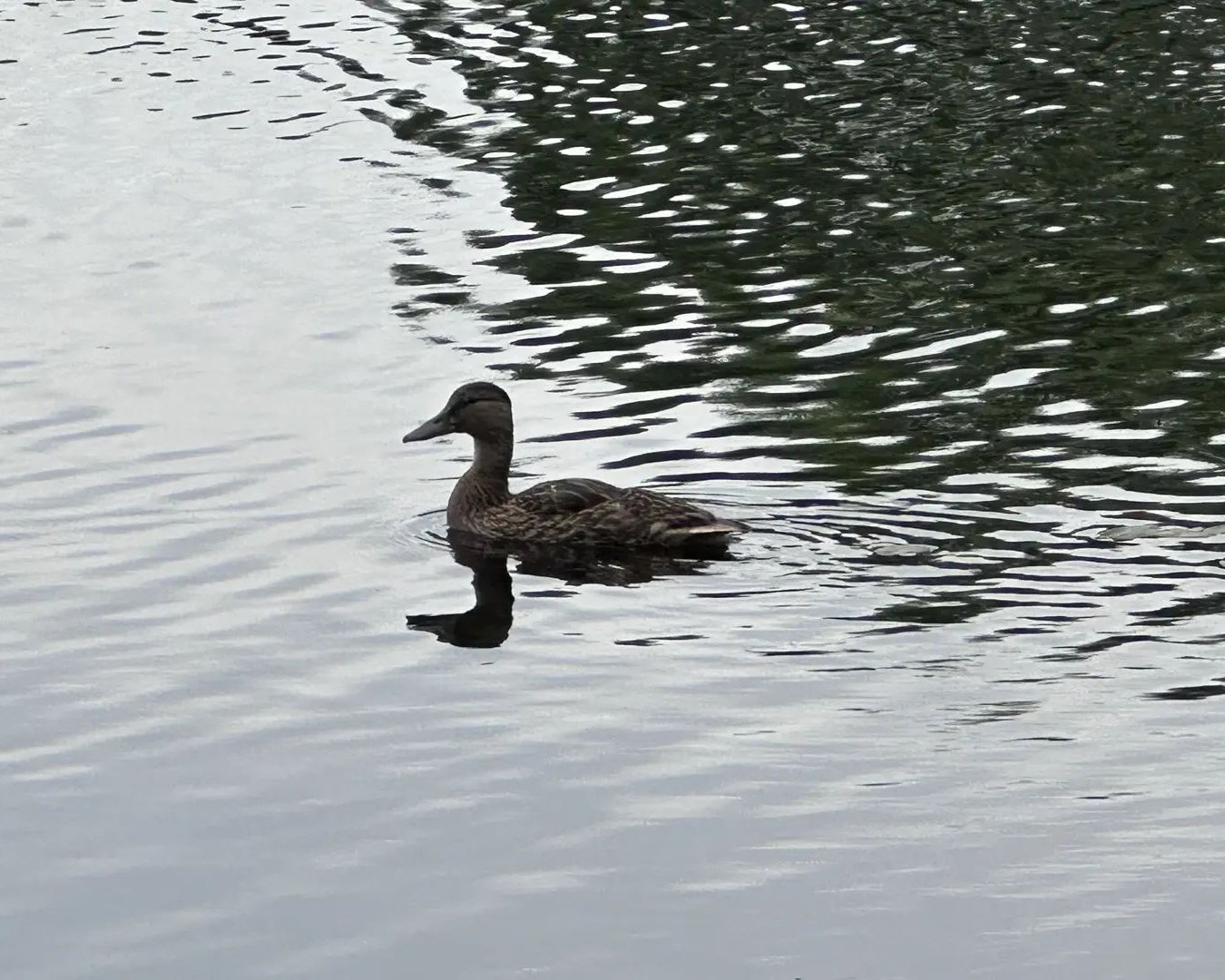 Уточка 🦆