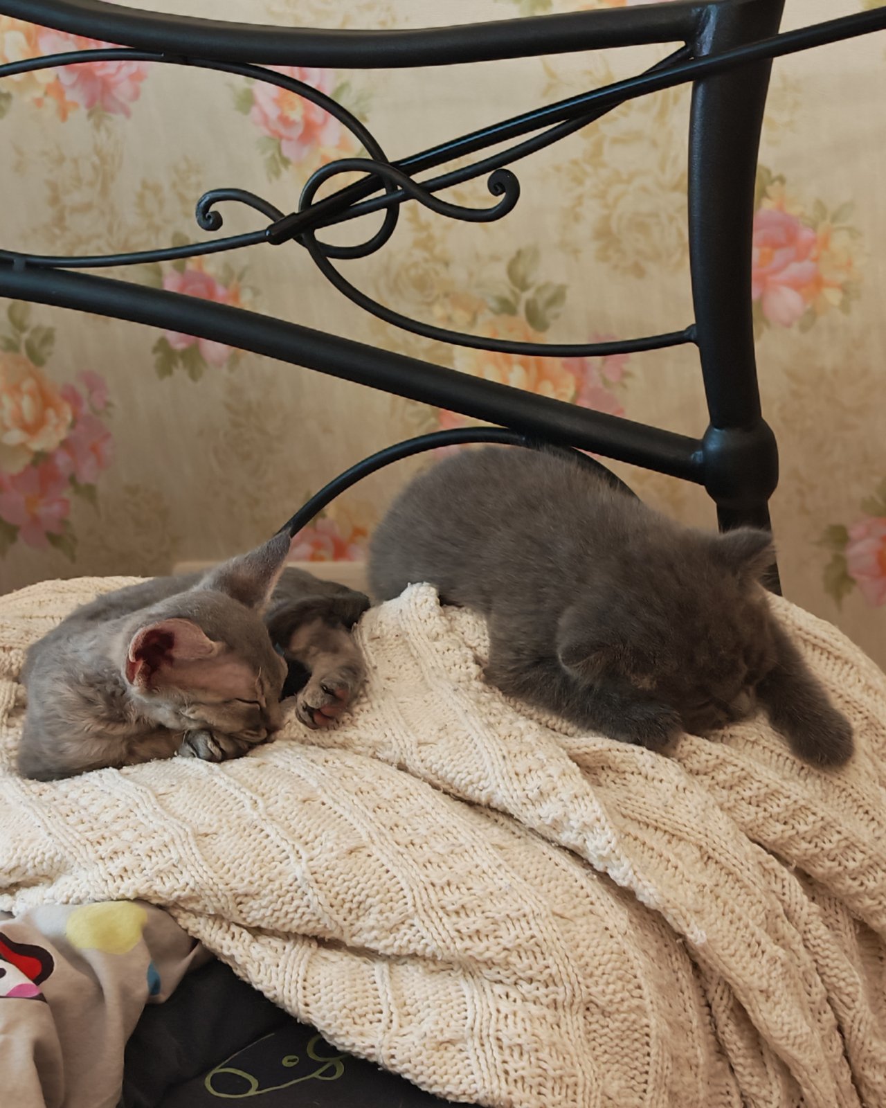 Кошки. Девон-рекс — Сплюшки
